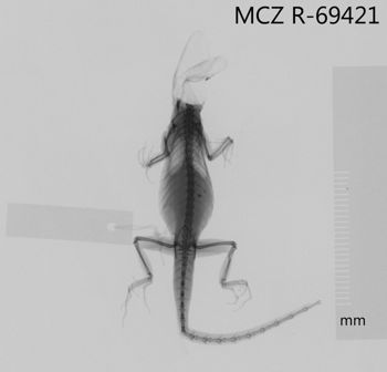 Media type: image;   Herpetology R-69421 Aspect: dorsoventral x-ray
